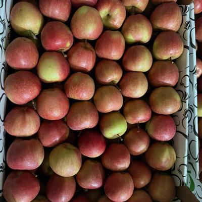 Яблоки Галла (Крым)