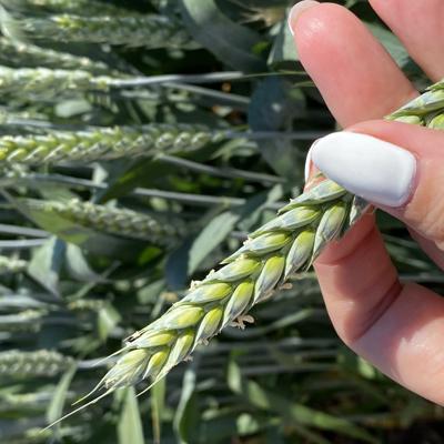 Семена пшеницы озимой купить Акапелла  Арсенал Армада Бумба Багира Богема Былина Дона Донская Лира Донмира Донна Донэко Донэра Золушка Ксения Миссия Магия Тарасовка70 Северодонецкая Юбилейная