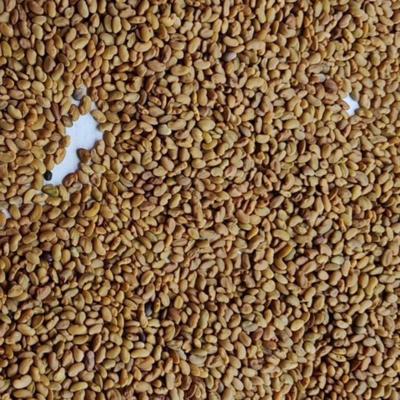 Семена люцерны Вега 87