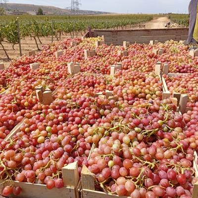 Виноград Ливия (Крым)