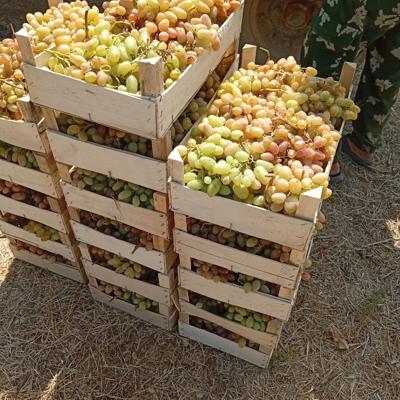 Виноград Преображение (Крым)