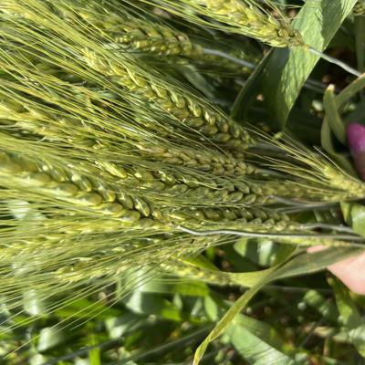 Семена озимой пшеницы зерноградской селекции