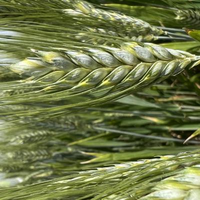 Семена озимой пшеницы донской селекции
