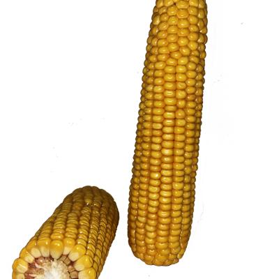 Гибрид кукурузы РОСС 140 СВ F1 (ФАО 150)