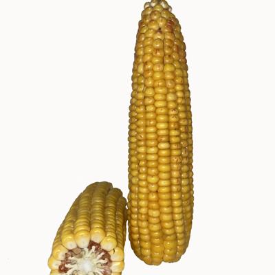 Гибрид кукурузы РОСС 130 МВ F1