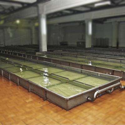 Cистема посолки сыра Солильный бассейн 