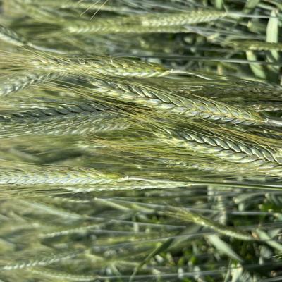 Семена озимой тритикале Тихон и Хлебороб элита