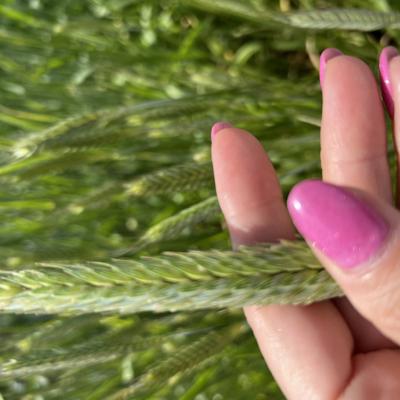 Семена озимой тритикале Тихон и Хлебороб элита