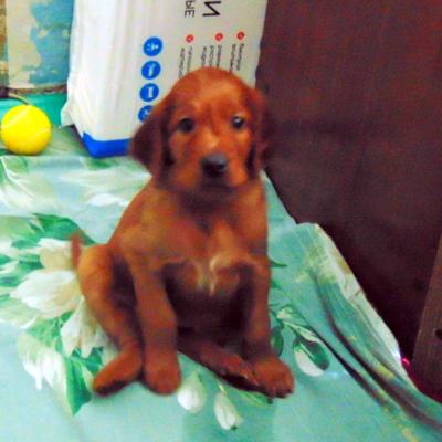 Щенки сеттера