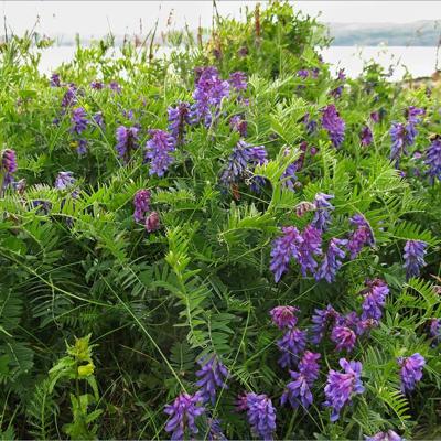 Семена Вики Озимой мохнатой 