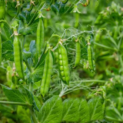 Семена гороха КВС Ла-Манш, КВС Камелеон