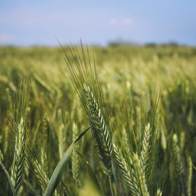 Семена озимой пшеницы Гром, Граф, Еланчик, Стиль-18, Школа, Юка и др.