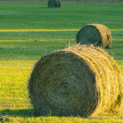 Сено луговое в тюках и рулонах