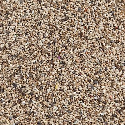 Тимофеевка луговая