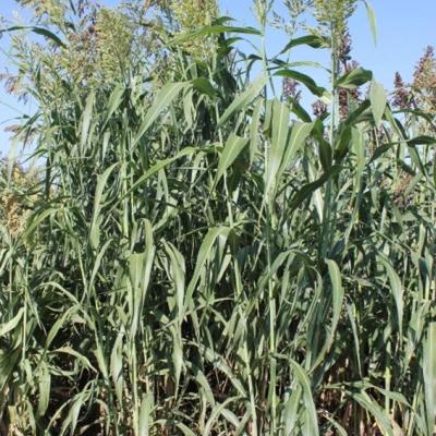 СОЛЯРИС F1 СОРГО CУДАНКОВЫЙ ГИБРИД (500 000 зёрен)