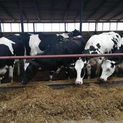 Телки Нетели племенные чистопородные