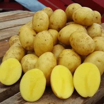 Алтайский картофель оптом из овощехранилища