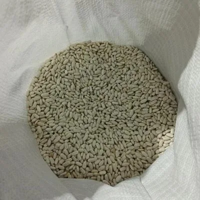 Семена фасоли сорта "Маркиза" РС1