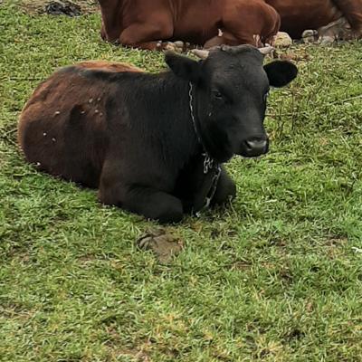 Красногорбатовские бычки,абердин-ангусские,козлики,козочки