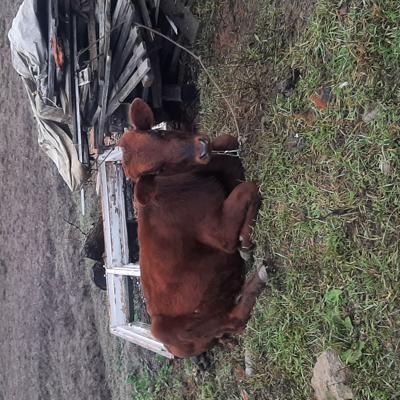 Красногорбатовские бычки,абердин-ангусские,козлики,козочки