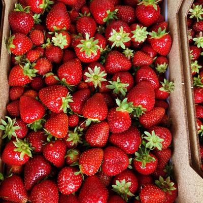 Клубника Фермерская, р. Карелия, сорт "Clery", КФХ Красная Речка