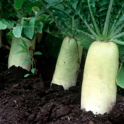 Чернозём плодородный с доставкой по Краснодару и пригороду.