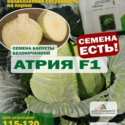 Семена капусты Атрия F1, 2500 шт.
