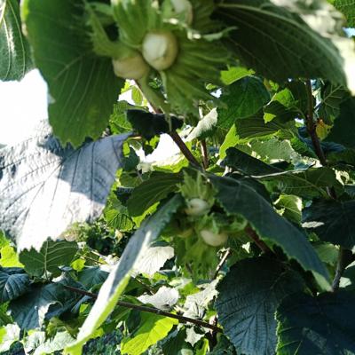 Саженцы фундука