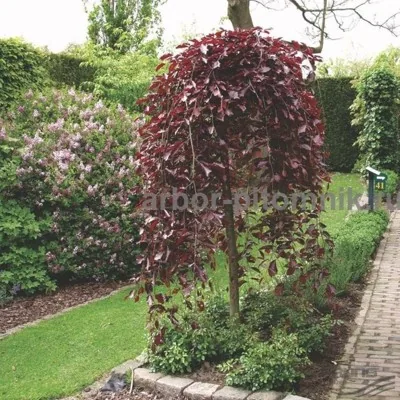 Саженцы яблони из пит...