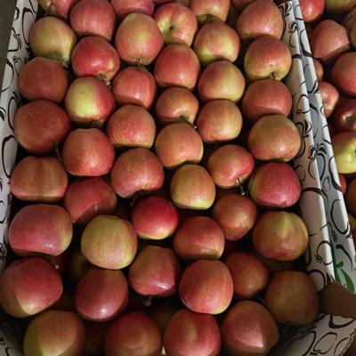 Свежее Крымское Яблоко