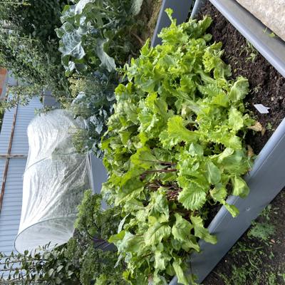 Высокие грядки из пвх-пластика, ограждение грядок