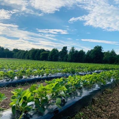 Саженцы земляники садовой, клубники (ОКС), сорт "Malwina", селекция Германия