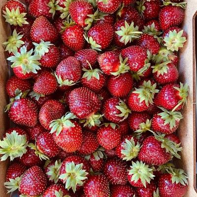 Клубника Фермерская, р. Карелия, сорт "Мальвина", КФХ Красная Речка