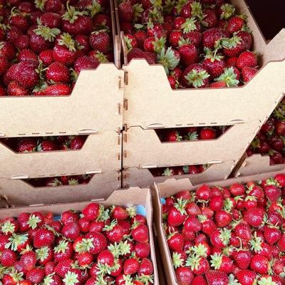 Клубника Фермерская, р. Карелия, сорт "Полка", КФХ Красная Речка