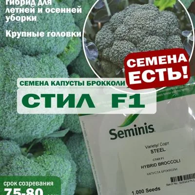 Семена капусты брокколи Стил F1, 1000 шт