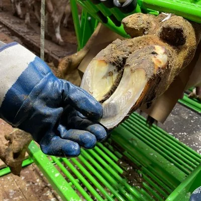 Обрезка копыт КРС