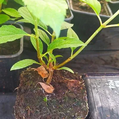 Гортензия метельчатая оптом р9