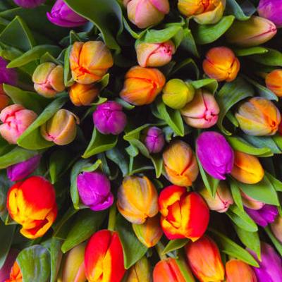 Тюльпаны к 8 Марта