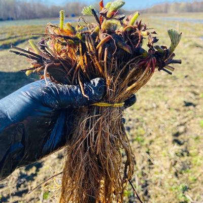 Саженцы земляники садовой, клубники (ОКС), сорт "Polka", селекция Нидерланды