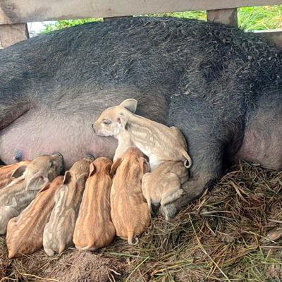 поросята Венгерская мангалица