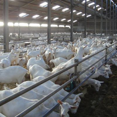 Стойловое оборудование для коз овец